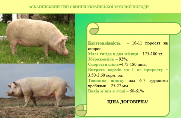 АСКАНІЙСЬКИЙ ТИП СВИНЕЙ